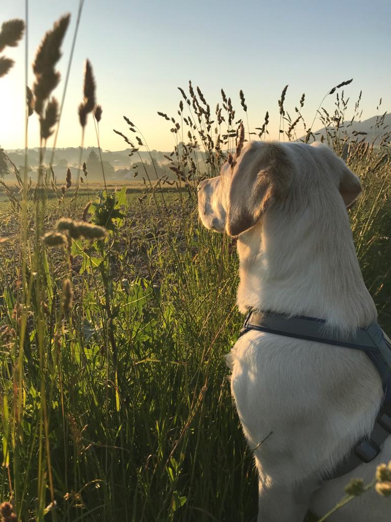 Cookie, ein Labrador-Welpe