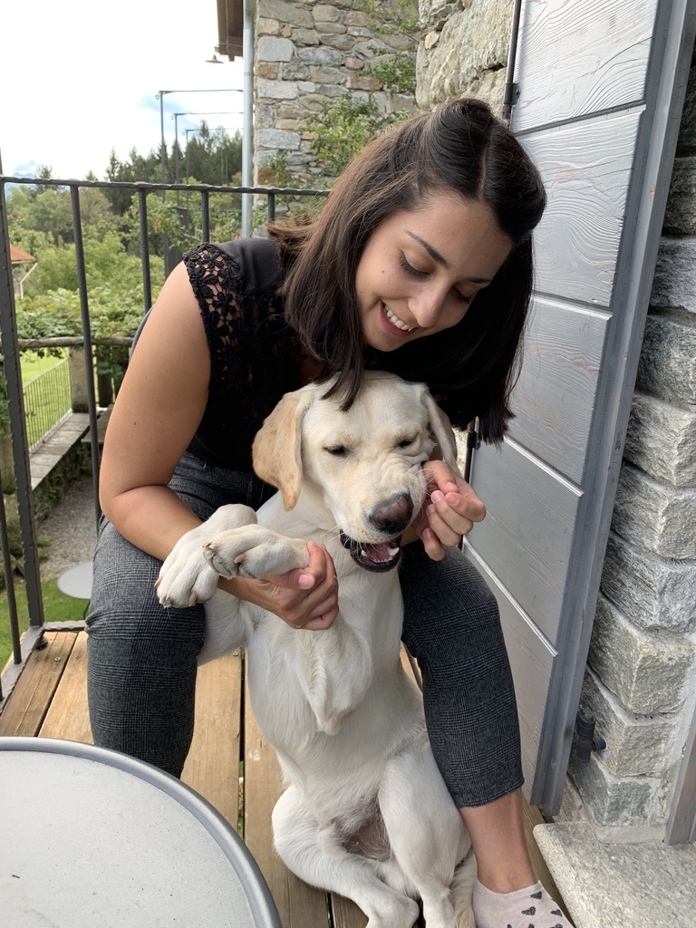 Cookie, ein Labrador-Welpe